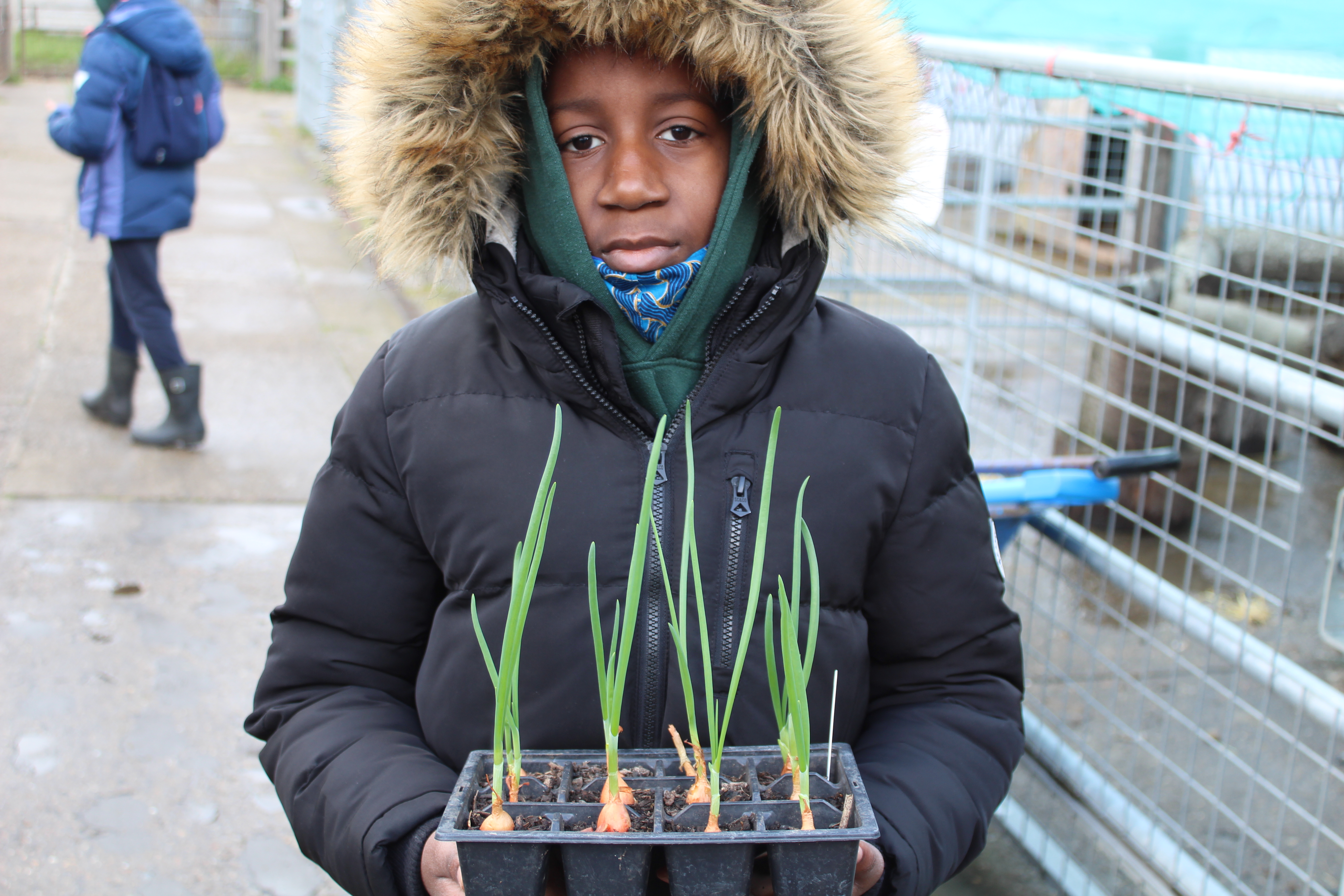 A Young Farmer prepares to plant out a tray of onions during a gardening session 